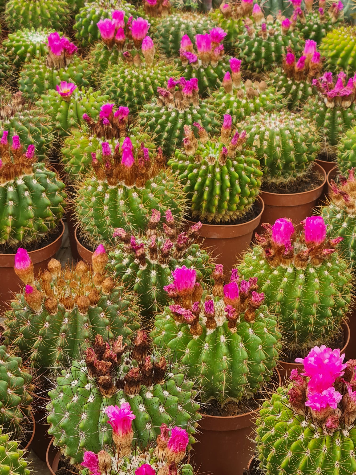 Serre de cactus fleuris devant la maison